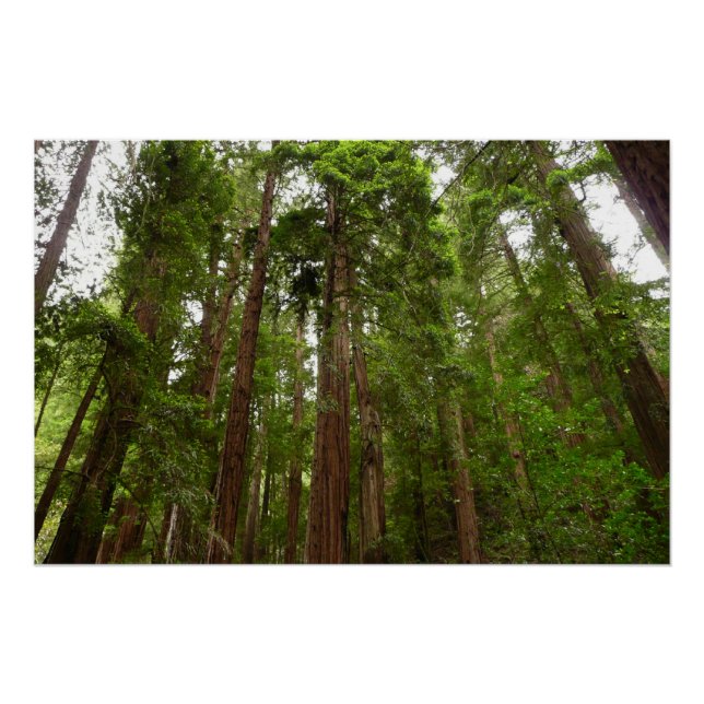 Up to Redwoods I at Muir Woods National Monument Poster (Front)
