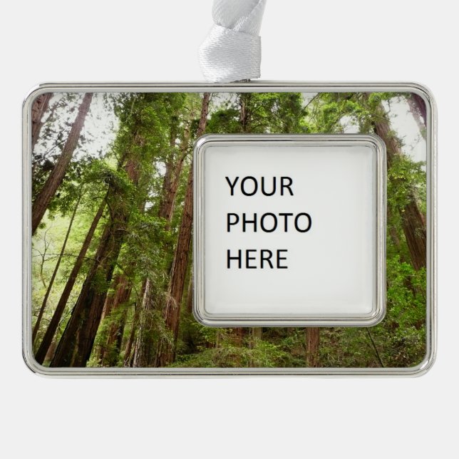 Up to Redwoods I at Muir Woods National Monument Silver Plated Framed Ornament (Front)