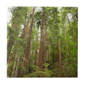Up to Redwoods I at Muir Woods National Monument Tile