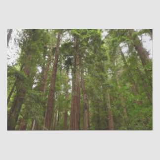 Up to Redwoods I at Muir Woods National Monument Tissue Paper