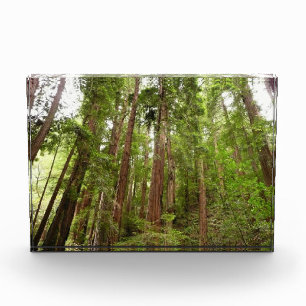 Up to Redwoods I Photo Block