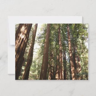Up to Redwoods II at Muir Woods National Monument
