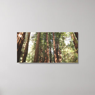 Up to Redwoods II at Muir Woods National Monument Canvas Print