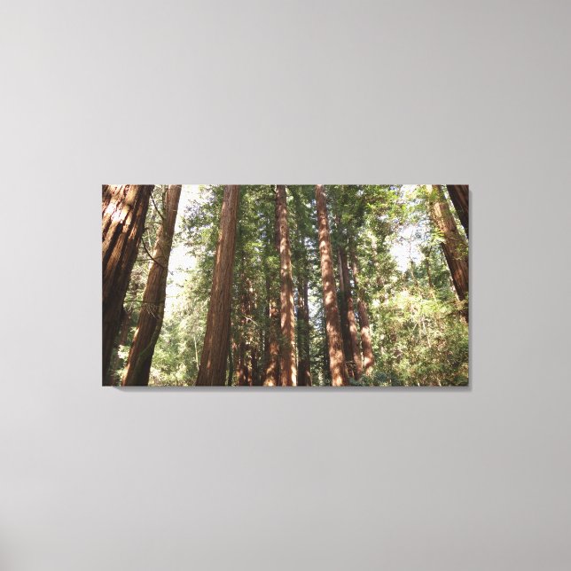 Up to Redwoods II at Muir Woods National Monument Canvas Print (Front)