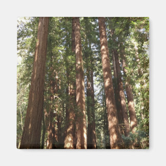 Up to Redwoods II at Muir Woods National Monument Magnet