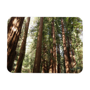 Up to Redwoods II at Muir Woods National Monument Magnet