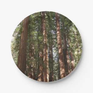 Up to Redwoods II at Muir Woods National Monument Paper Plate