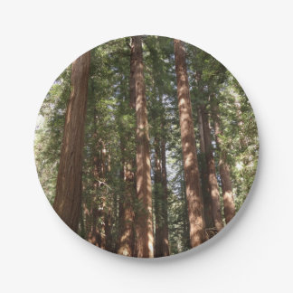 Up to Redwoods II at Muir Woods National Monument Paper Plate