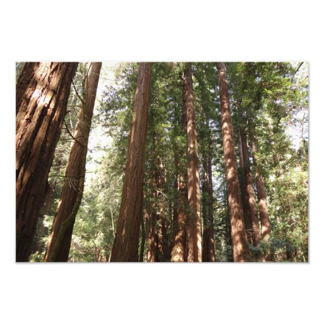 Up to Redwoods II at Muir Woods National Monument Photo Print (Front)