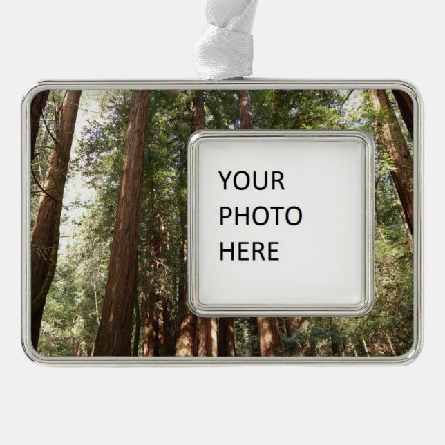 Up to Redwoods II at Muir Woods National Monument Silver Plated Framed Ornament (Front)