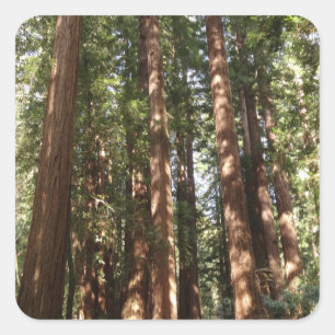 Up to Redwoods II at Muir Woods National Monument Square Sticker