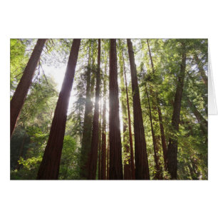 Up to Redwoods in the Morning