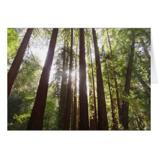 Up to Redwoods in the Morning