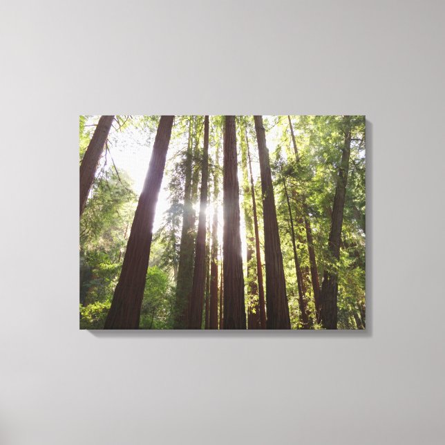 Up to Redwoods in the Morning Canvas Print (Front)