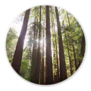 Up to Redwoods in the Morning Ceramic Knob