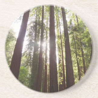 Up to Redwoods in the Morning Coaster