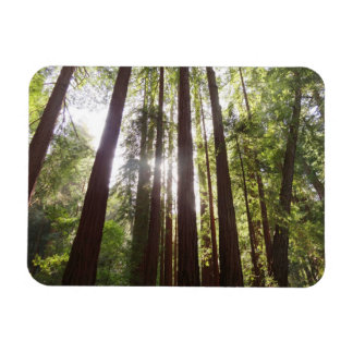Up to Redwoods in the Morning Magnet