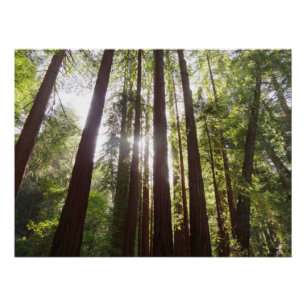 Up to Redwoods in the Morning Poster