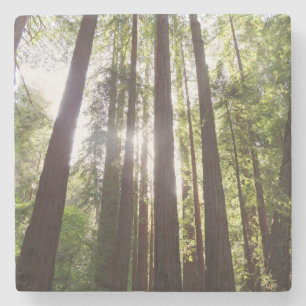 Up to Redwoods in the Morning Stone Coaster