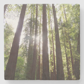 Up to Redwoods in the Morning Stone Coaster
