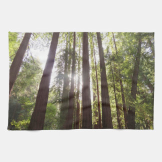 Up to Redwoods in the Morning Tea Towel