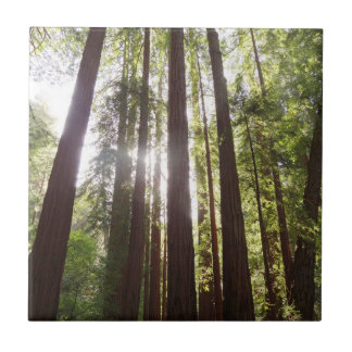 Up to Redwoods in the Morning Tile