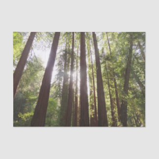 Up to Redwoods in the Morning Tissue Paper