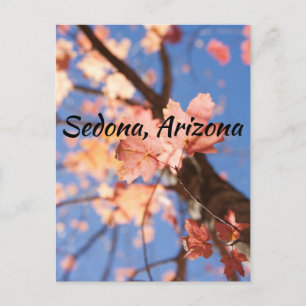 up,up, in the leaves Sedona, Arizona Postcard