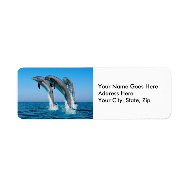 Up Up Up Dolphins (Front)