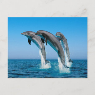 Up Up Up Dolphins Postcard