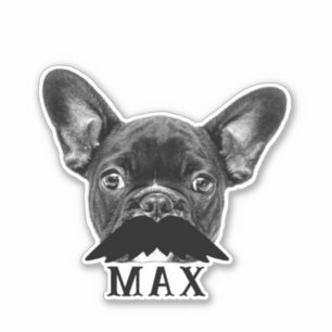 Upload Pet Face Photo & Name with Funny Moustache