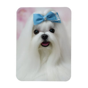 Upload Pet Photo Cute Adorable Dog Magnet