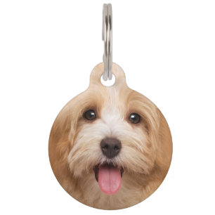 Upload photo animal pet tag