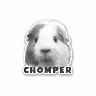 Upload Your Pet Guinea Photo & Name Personalised 