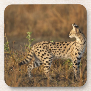 Upper Mara, Masai Mara Game Reserve, Kenya, Coaster
