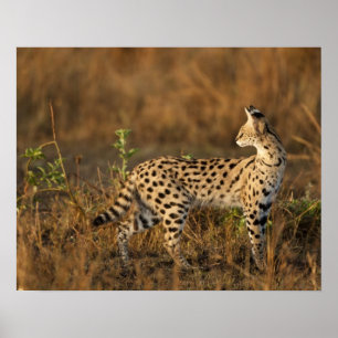 Upper Mara, Masai Mara Game Reserve, Kenya, Poster