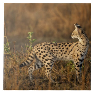 Upper Mara, Masai Mara Game Reserve, Kenya, Tile
