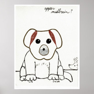 Upper Midbrain print