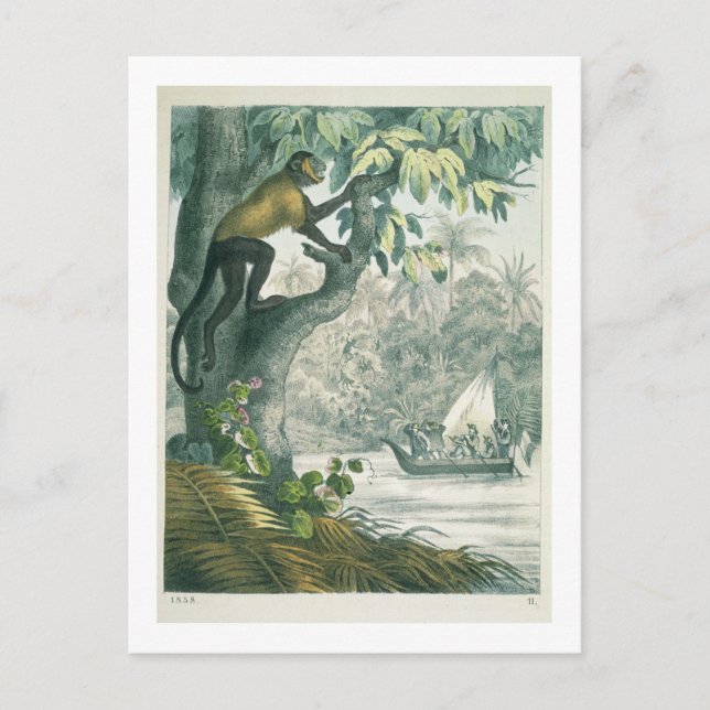 Upper reaches of the Amazon, from 'Das Buch der We Postcard (Front)