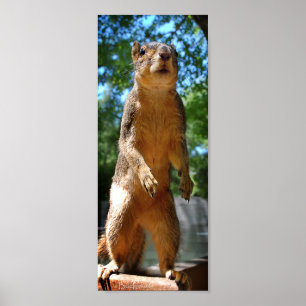 Upright Squirrel Poster