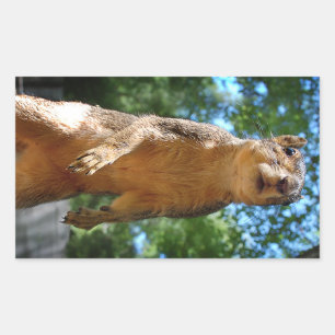 Upright Squirrel Rectangular Sticker
