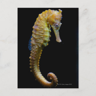 upright swimmerequine shapeprehensile taillong postcard
