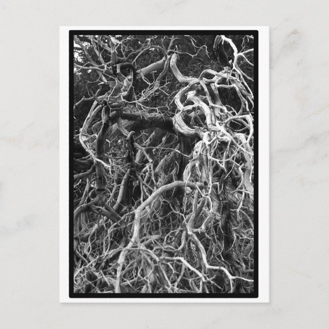 Uprooted Postcard (Front)