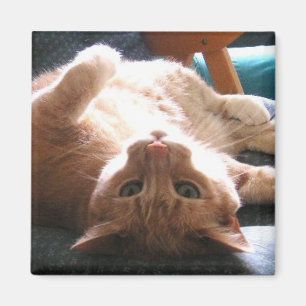 Upside Down Cat Magnet