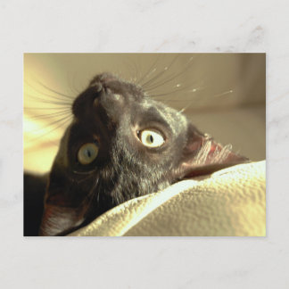Upside down cat! postcard