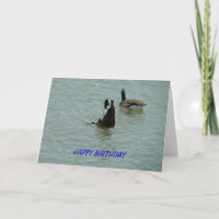 Upside Down Goose, Birthday