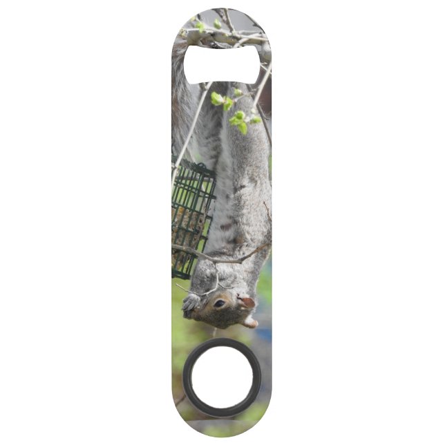 Upside Down Grey Squirrel (Back)