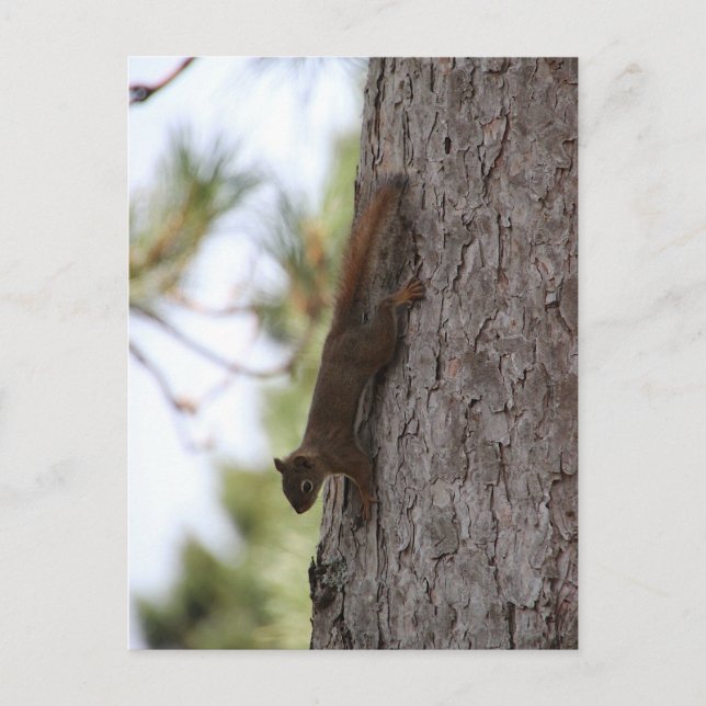 Upside Down Squirrel Postcard (Front)