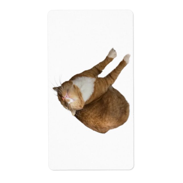 Upside-Down Sunshine Cat (Front)