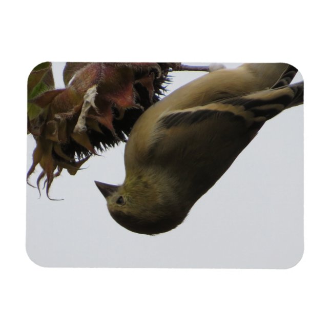  Upside DownSunflower Eating Goldfinch Magnet (Horizontal)